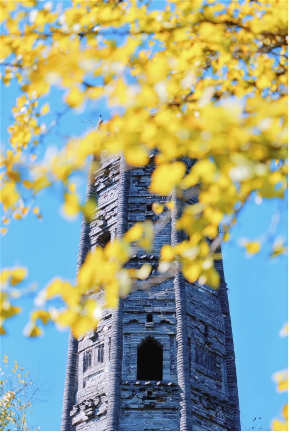 银杏、乌桕、枫香……秋冬限定缤纷彩叶已上线!错过等一年