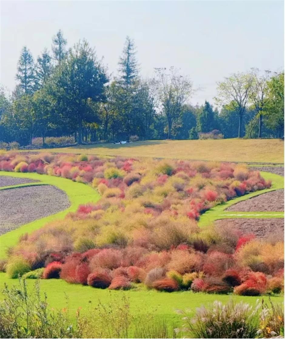 银杏、乌桕、枫香……秋冬限定缤纷彩叶已上线!错过等一年