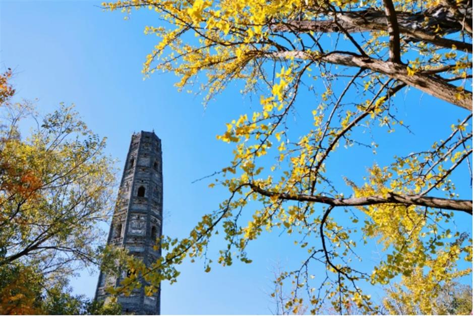 银杏、乌桕、枫香……秋冬限定缤纷彩叶已上线!错过等一年