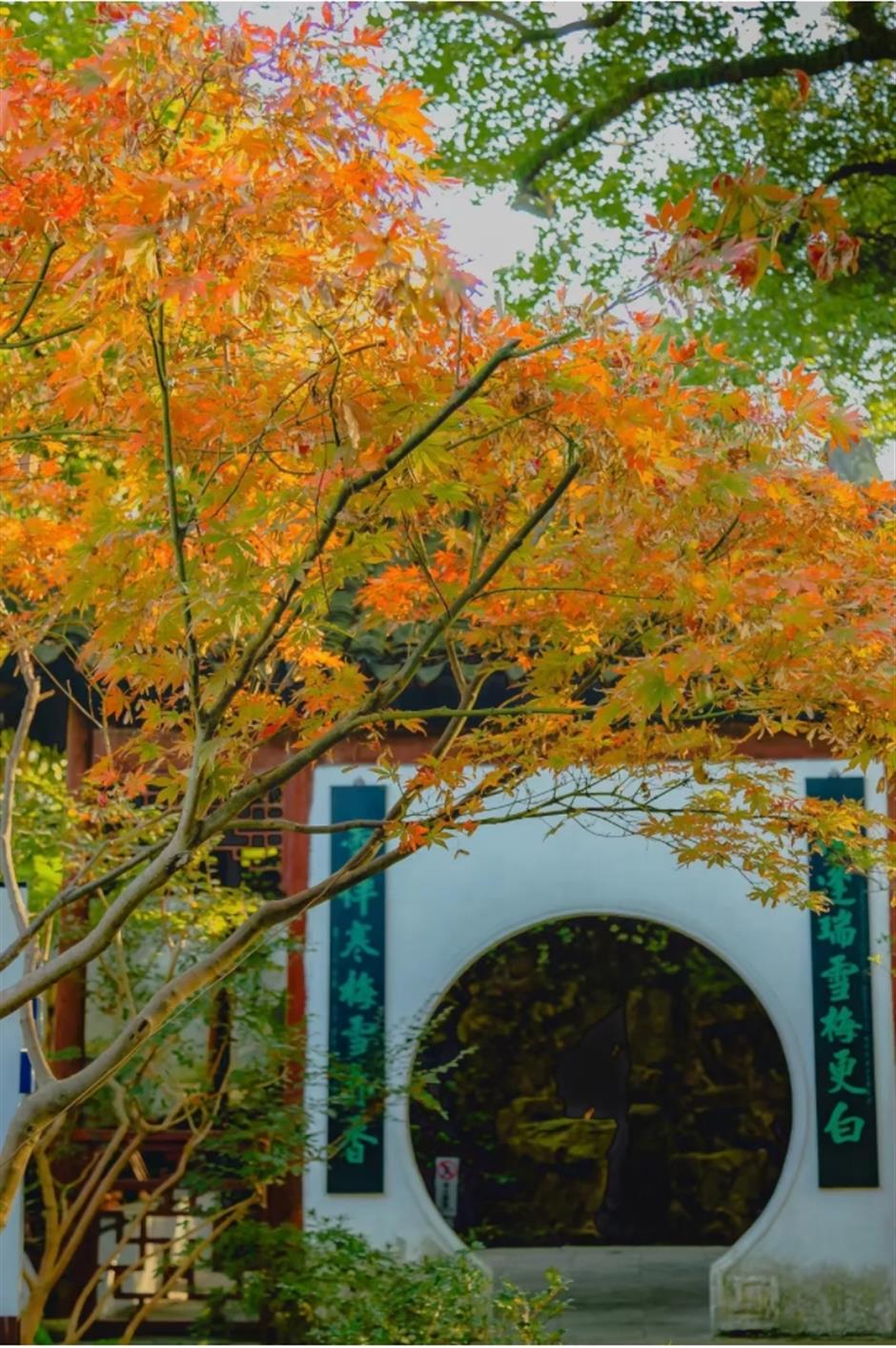 银杏、乌桕、枫香……秋冬限定缤纷彩叶已上线!错过等一年