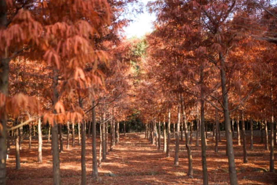 银杏、乌桕、枫香……秋冬限定缤纷彩叶已上线!错过等一年