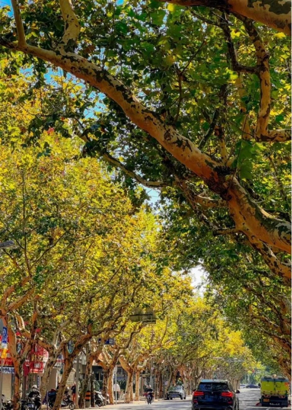 银杏、乌桕、枫香……秋冬限定缤纷彩叶已上线!错过等一年