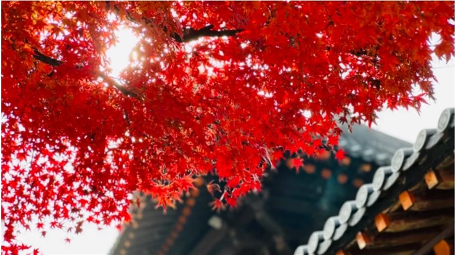 银杏、乌桕、枫香……秋冬限定缤纷彩叶已上线!错过等一年