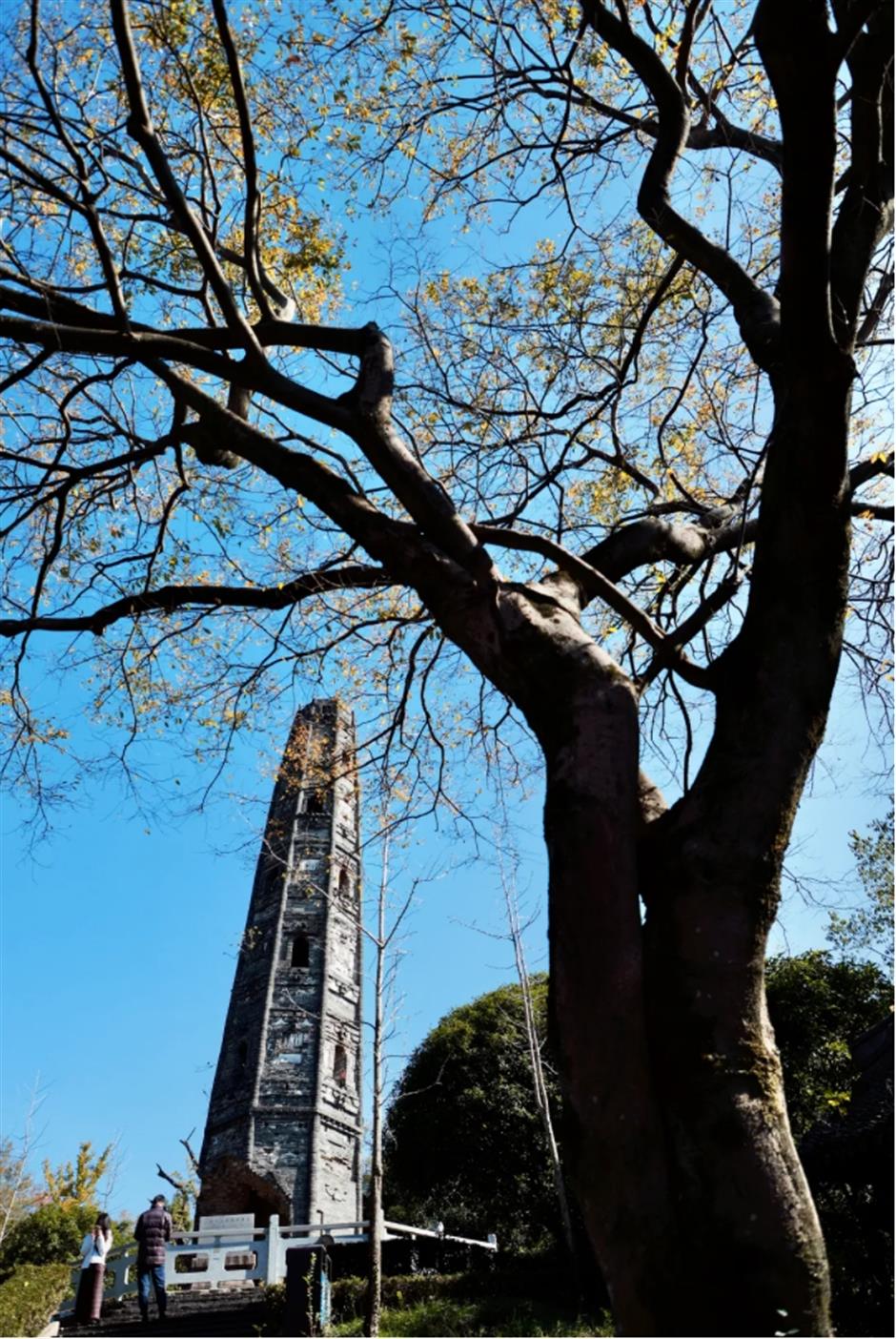 银杏、乌桕、枫香……秋冬限定缤纷彩叶已上线!错过等一年