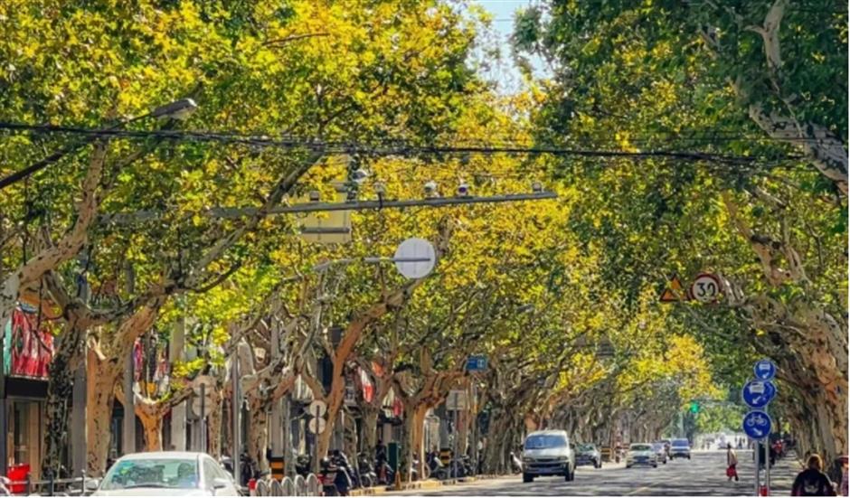 银杏、乌桕、枫香……秋冬限定缤纷彩叶已上线!错过等一年