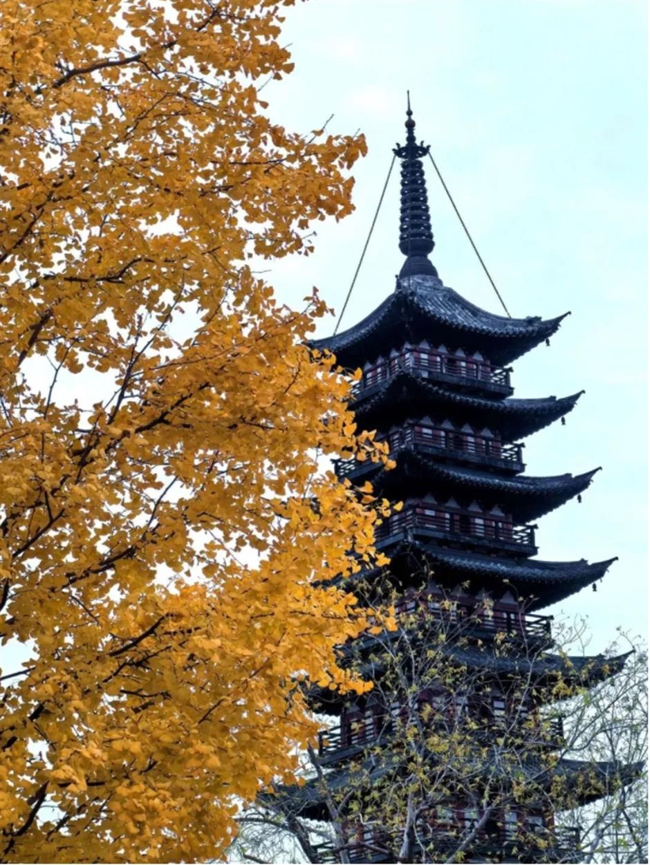 银杏、乌桕、枫香……秋冬限定缤纷彩叶已上线!错过等一年