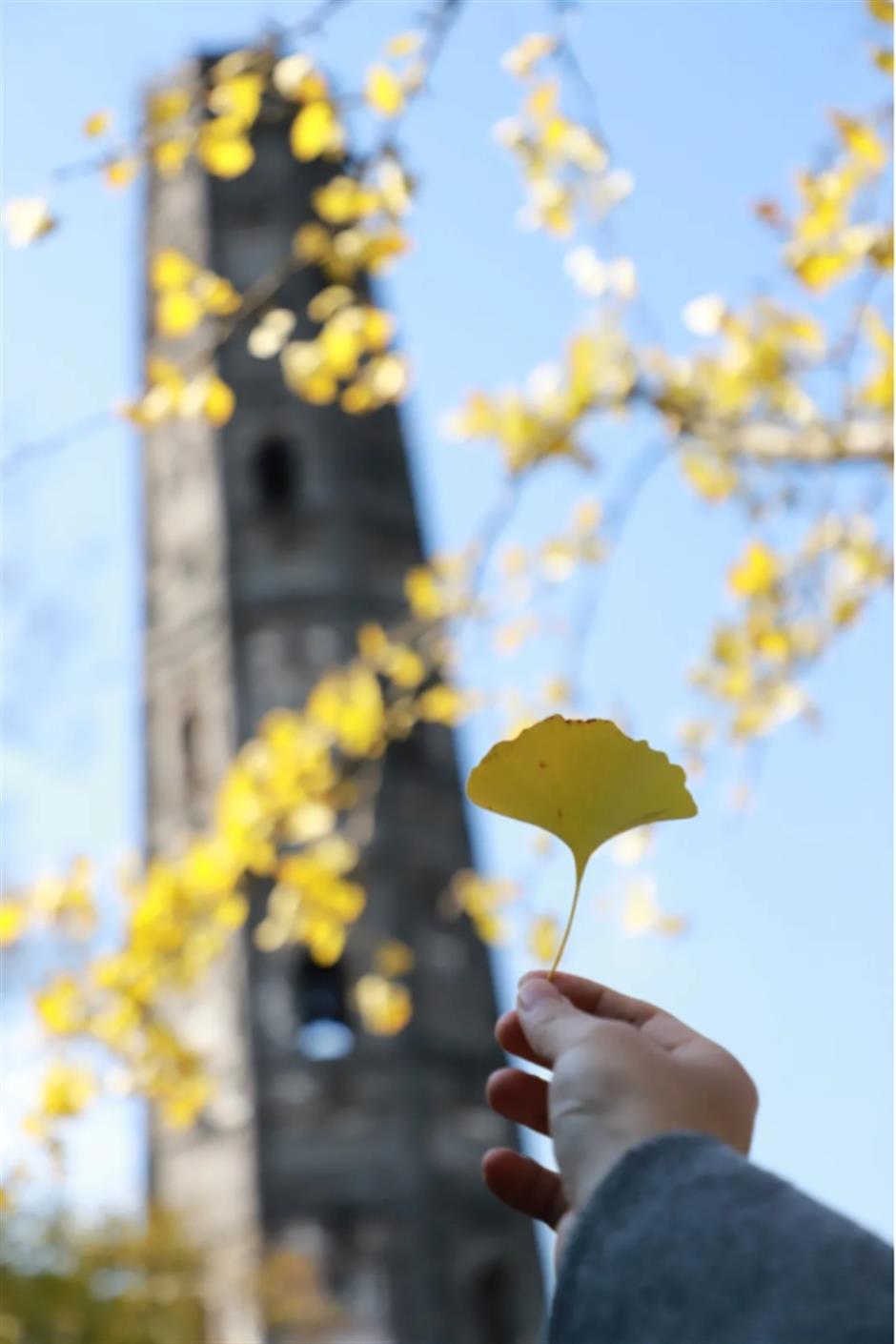 银杏、乌桕、枫香……秋冬限定缤纷彩叶已上线!错过等一年