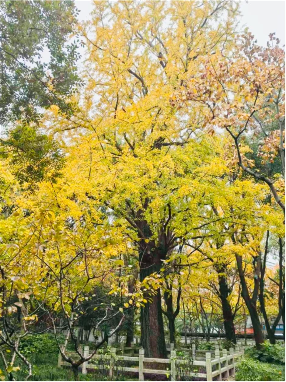 银杏、乌桕、枫香……秋冬限定缤纷彩叶已上线!错过等一年