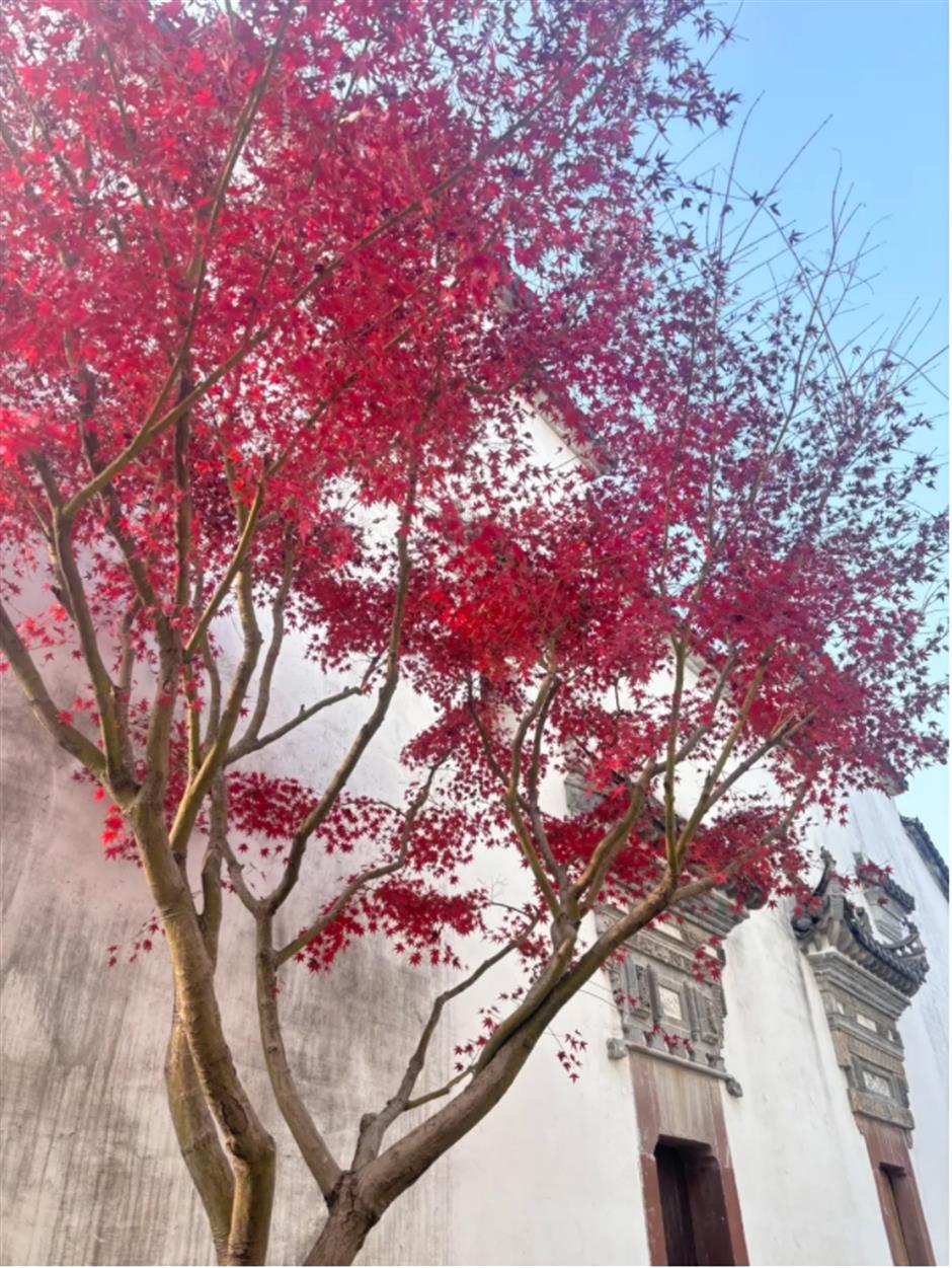 银杏、乌桕、枫香……秋冬限定缤纷彩叶已上线!错过等一年