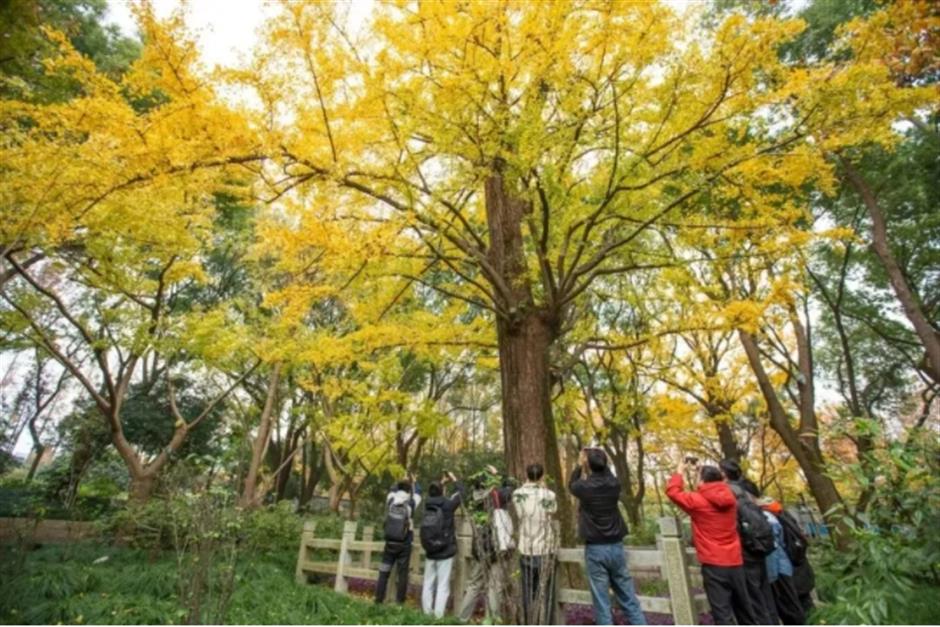 银杏、乌桕、枫香……秋冬限定缤纷彩叶已上线!错过等一年