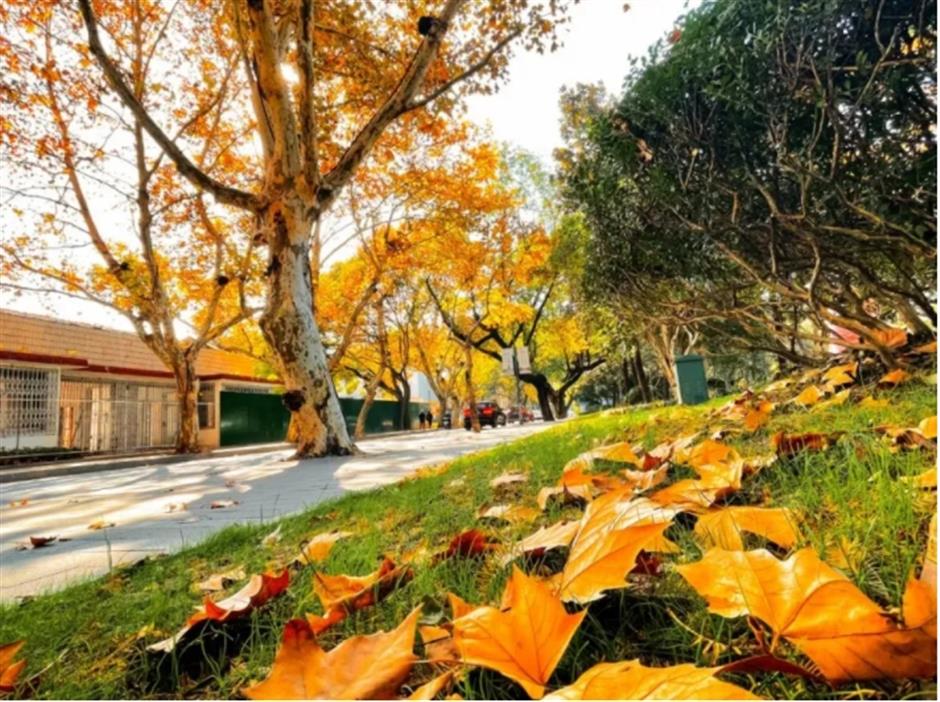 银杏、乌桕、枫香……秋冬限定缤纷彩叶已上线!错过等一年