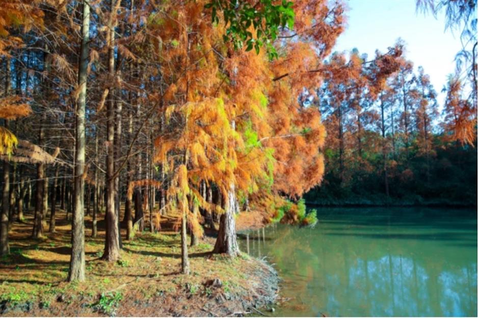 银杏、乌桕、枫香……秋冬限定缤纷彩叶已上线!错过等一年