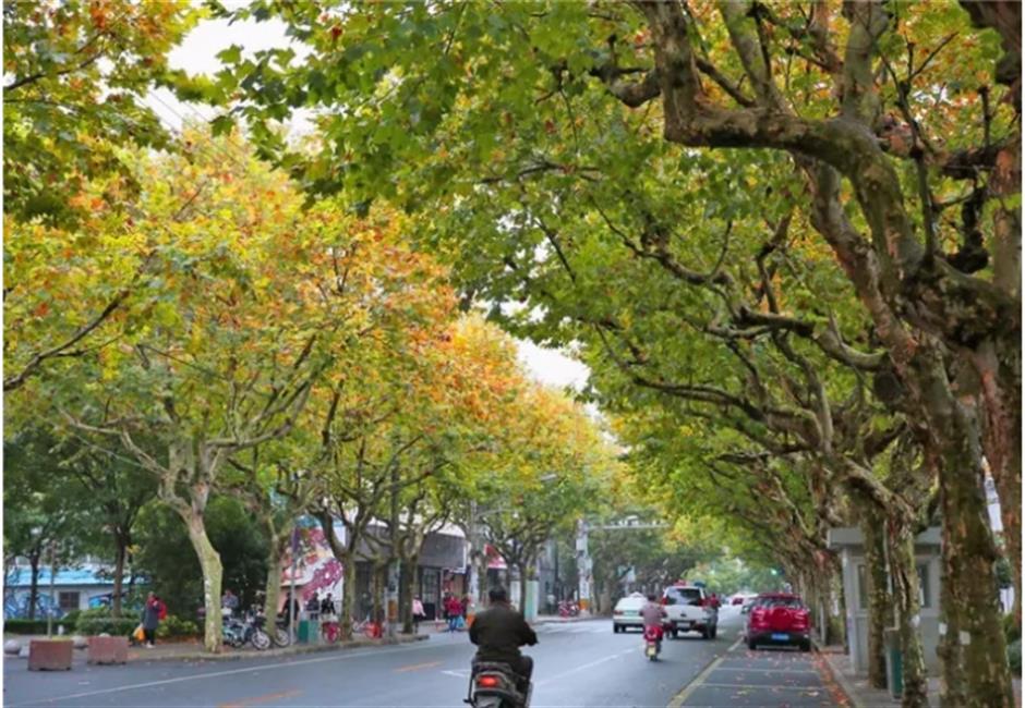 银杏、乌桕、枫香……秋冬限定缤纷彩叶已上线!错过等一年