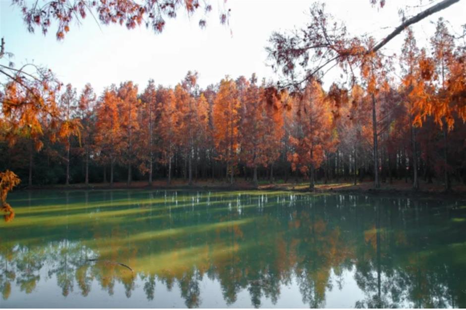 银杏、乌桕、枫香……秋冬限定缤纷彩叶已上线!错过等一年