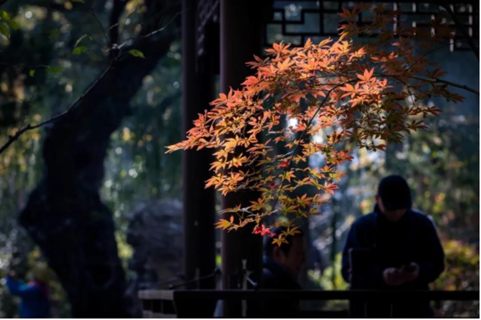 银杏、乌桕、枫香……秋冬限定缤纷彩叶已上线!错过等一年