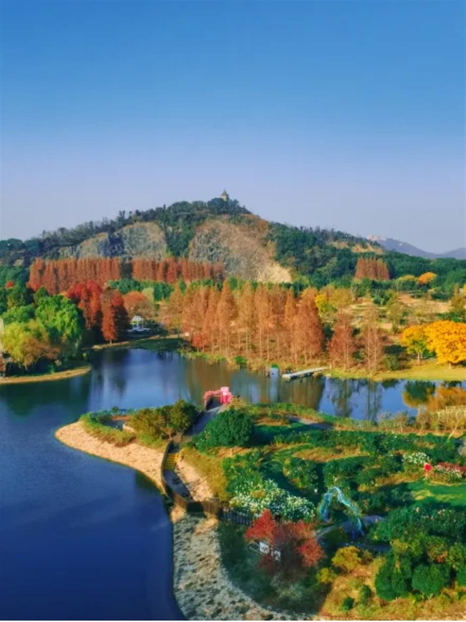 银杏、乌桕、枫香……秋冬限定缤纷彩叶已上线!错过等一年