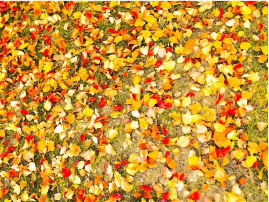 银杏、乌桕、枫香……秋冬限定缤纷彩叶已上线!错过等一年