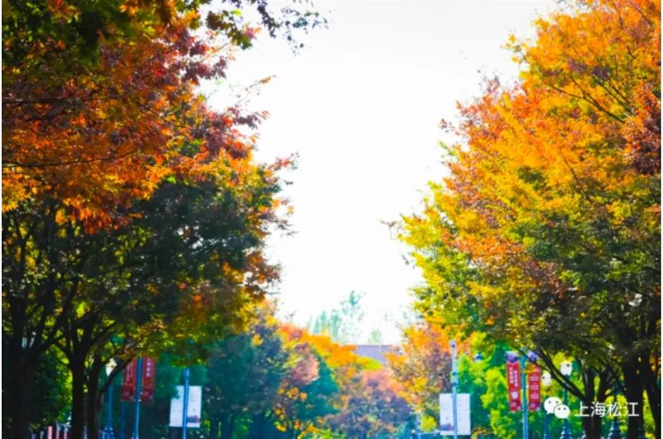 银杏、乌桕、枫香……秋冬限定缤纷彩叶已上线!错过等一年