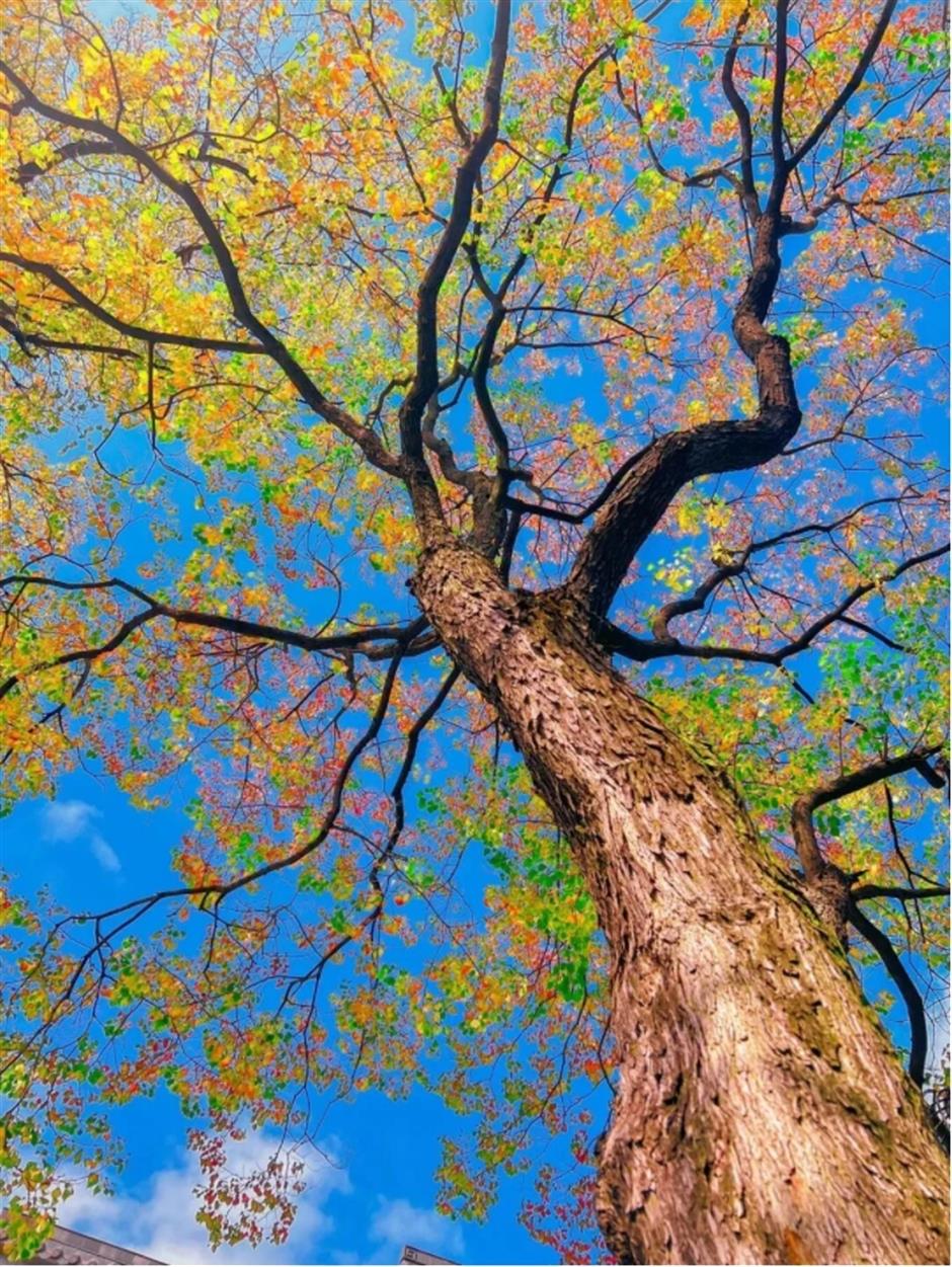 银杏、乌桕、枫香……秋冬限定缤纷彩叶已上线!错过等一年