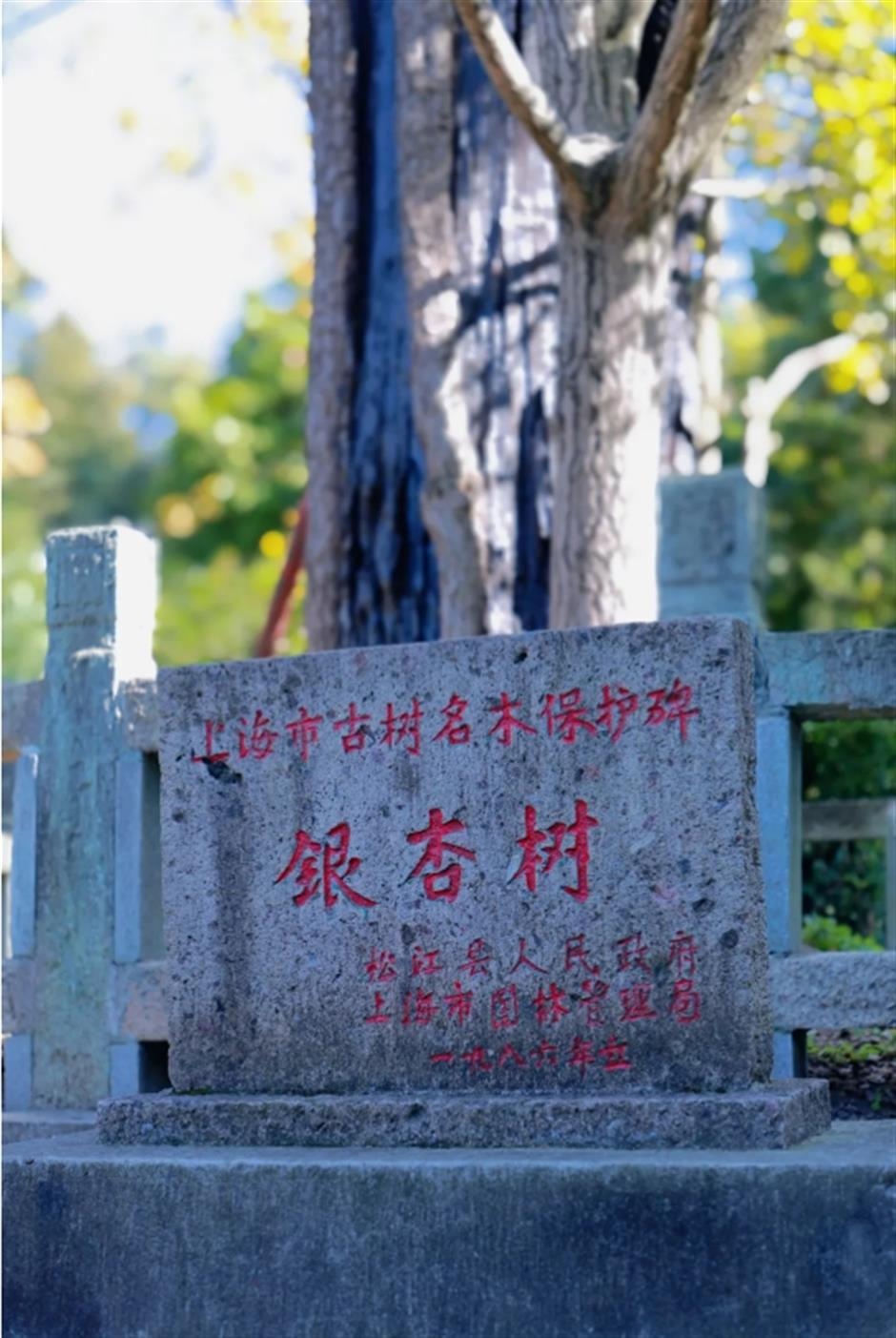 서울은 이 은행나무가 산 속에서 아름다워진 700년 동안의 上海입니다.