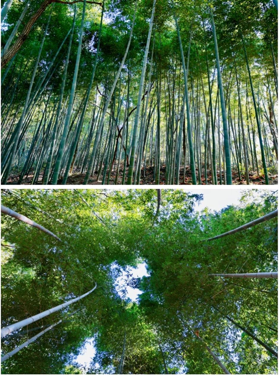 서울은 이 은행나무가 산 속에서 아름다워진 700년 동안의 上海입니다.