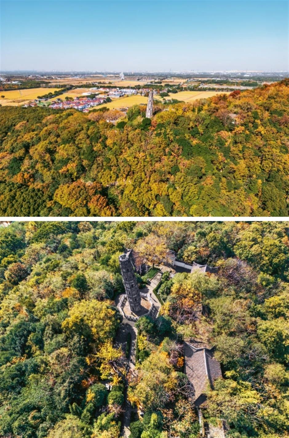 서울은 이 은행나무가 산 속에서 아름다워진 700년 동안의 上海입니다.