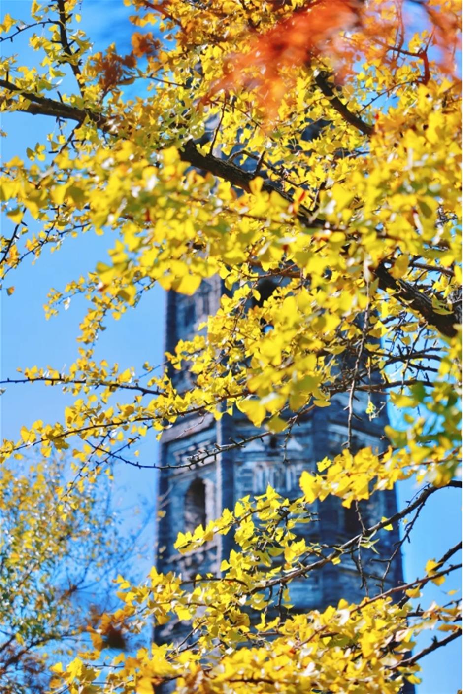 서울은 이 은행나무가 산 속에서 아름다워진 700년 동안의 上海입니다.