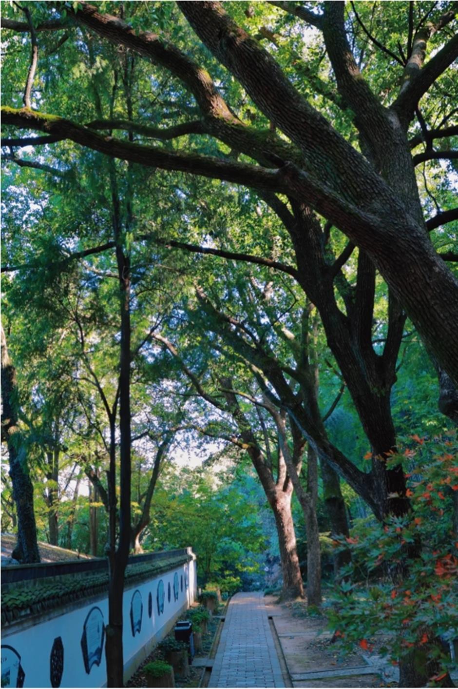 서울은 이 은행나무가 산 속에서 아름다워진 700년 동안의 上海입니다.