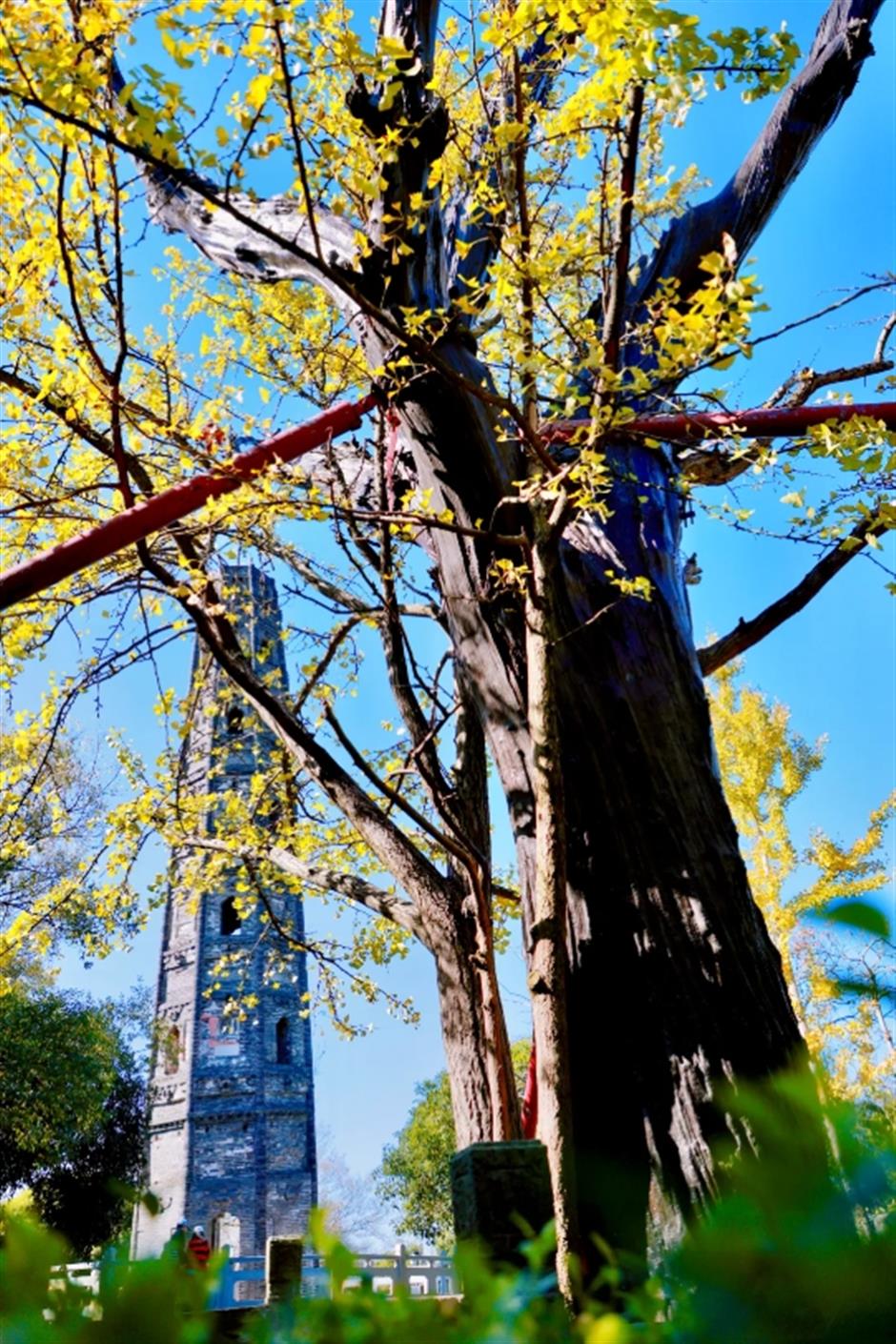 서울은 이 은행나무가 산 속에서 아름다워진 700년 동안의 上海입니다.