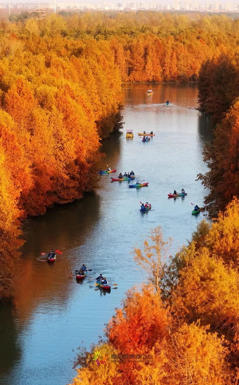 美翻了!90亩落羽杉林进入最佳观赏期!