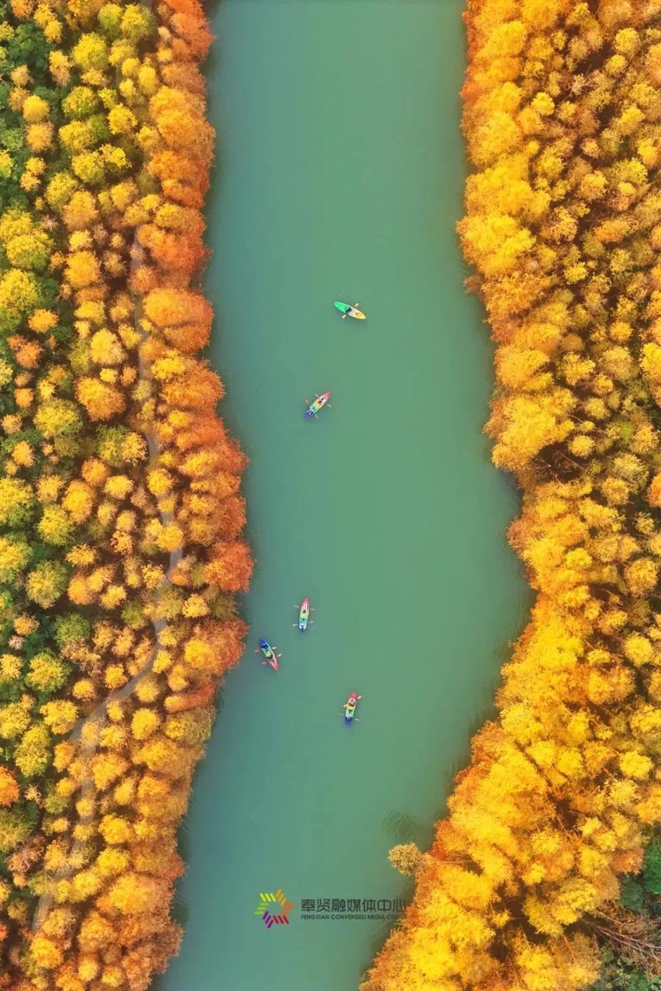 美翻了!90亩落羽杉林进入最佳观赏期!