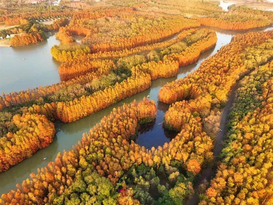 美翻了!90亩落羽杉林进入最佳观赏期!