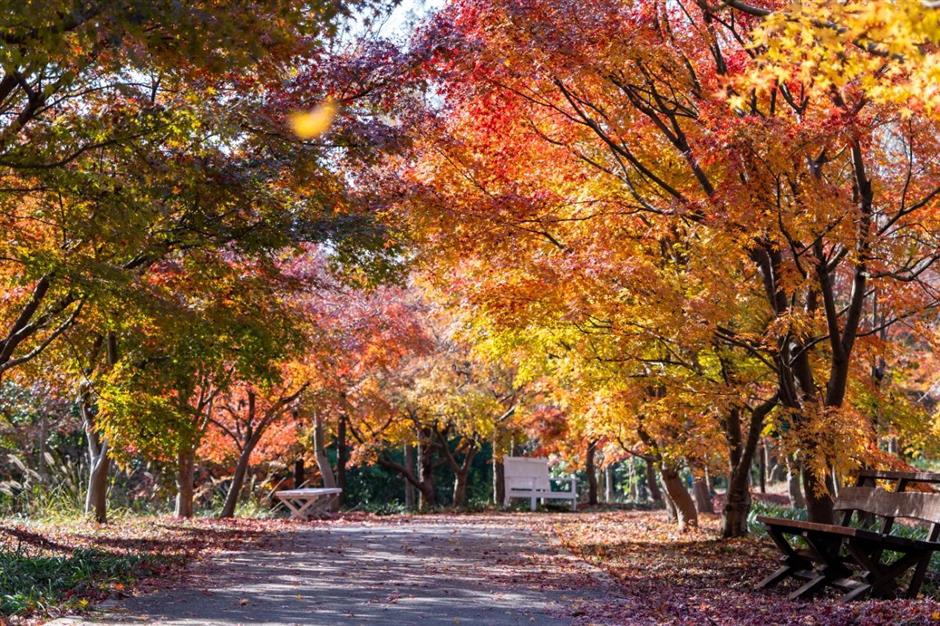 錯過等一年!這抹人間絕色已進入倒計時