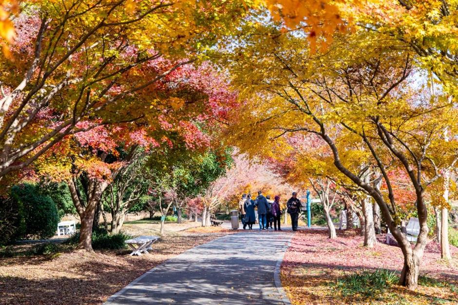 錯過等一年!這抹人間絕色已進入倒計時