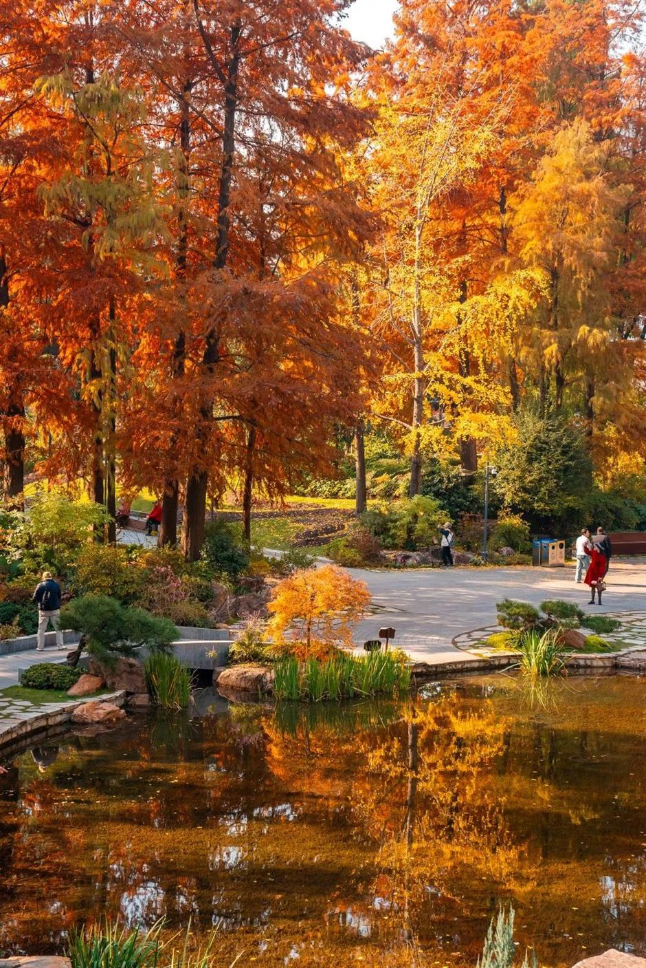 实拍!被上海市中心的这条秋景走廊美到了
