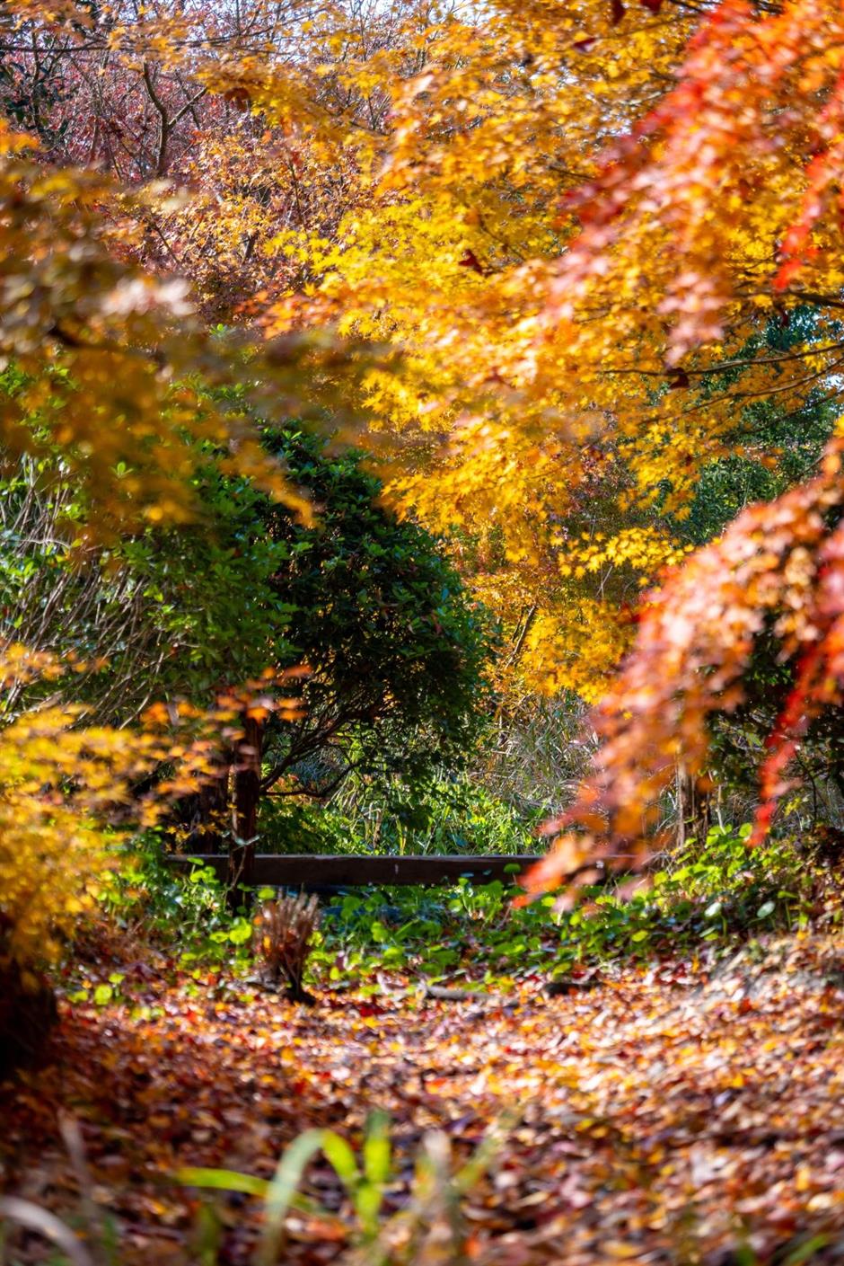 錯過等一年!這抹人間絕色已進入倒計時