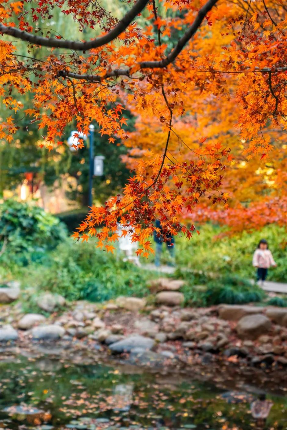 实拍!被上海市中心的这条秋景走廊美到了