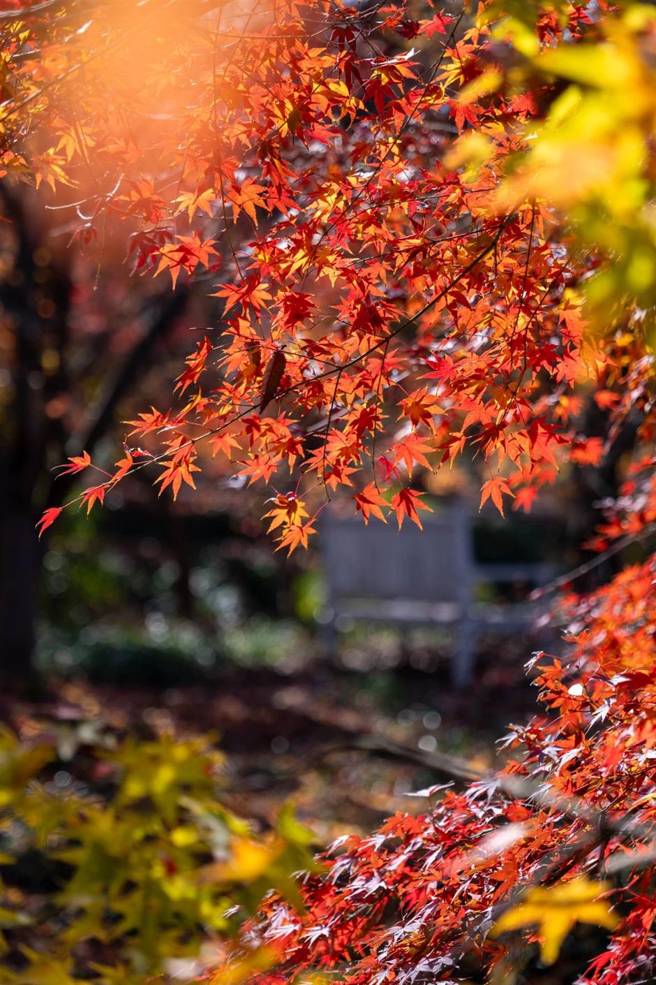 錯過等一年!這抹人間絕色已進入倒計時
