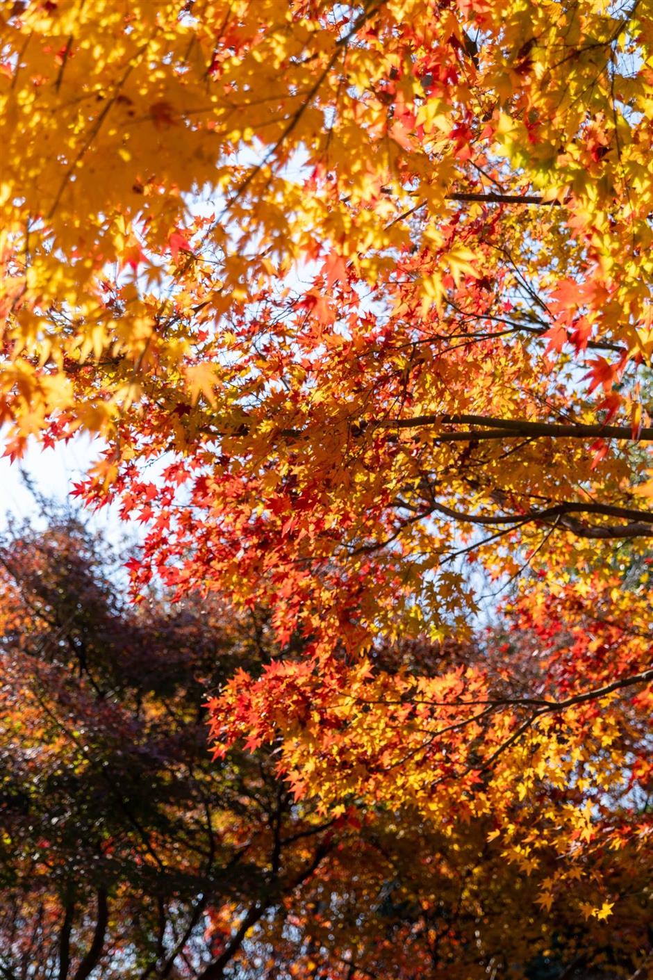 錯過等一年!這抹人間絕色已進入倒計時