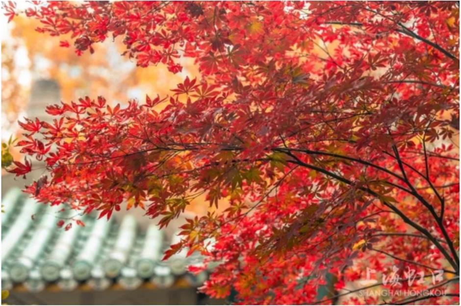 倒計時!別錯過這場浪漫「紅」