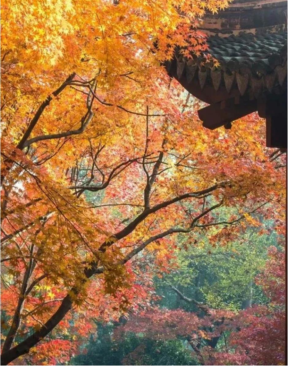 倒計時!別錯過這場浪漫「紅」