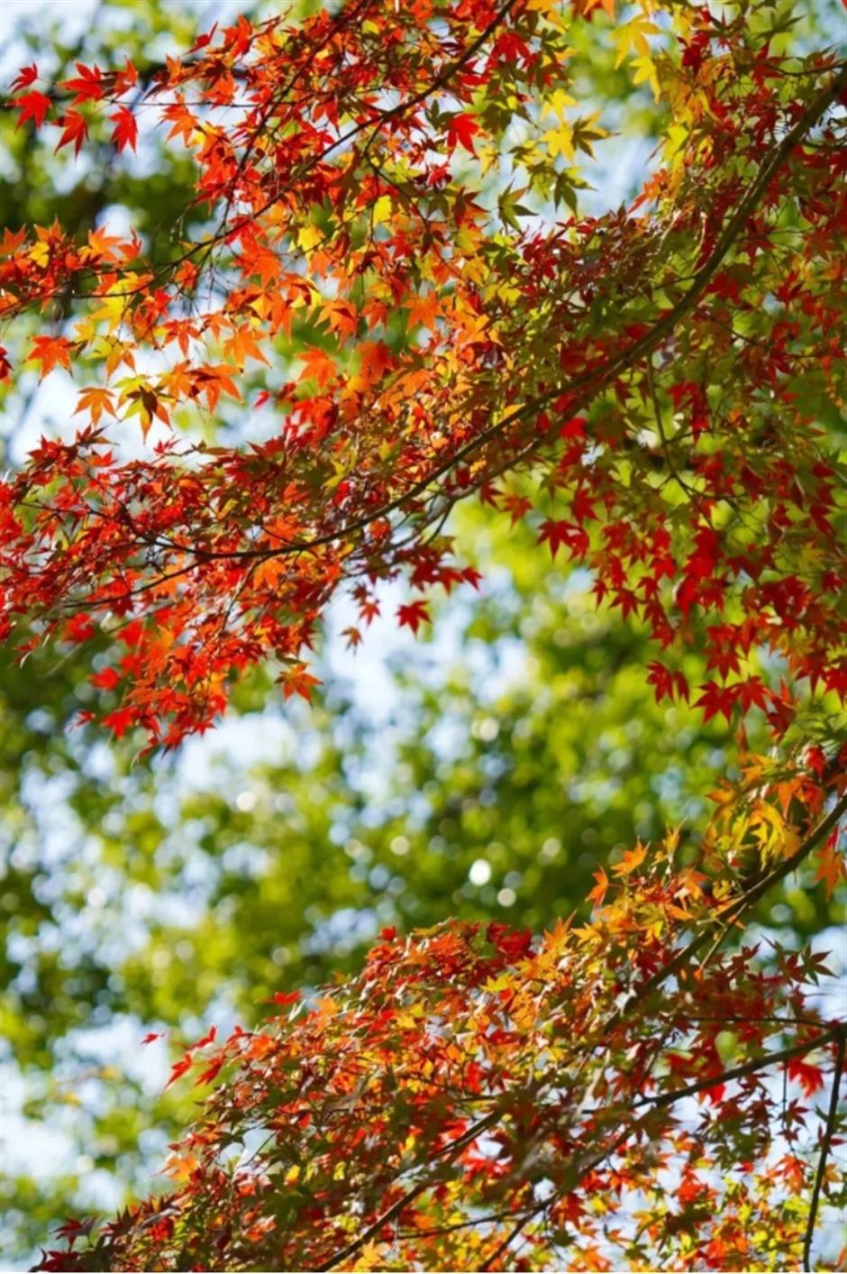 倒計時!別錯過這場浪漫「紅」