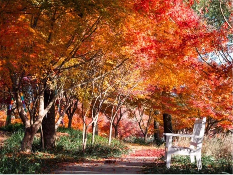倒計時!別錯過這場浪漫「紅」