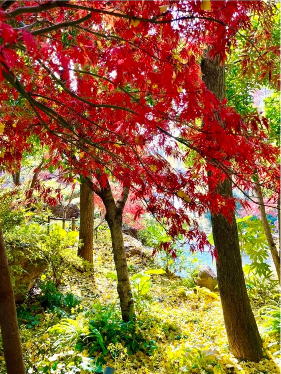 倒計時!別錯過這場浪漫「紅」