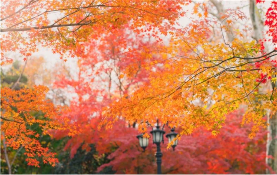 倒計時!別錯過這場浪漫「紅」