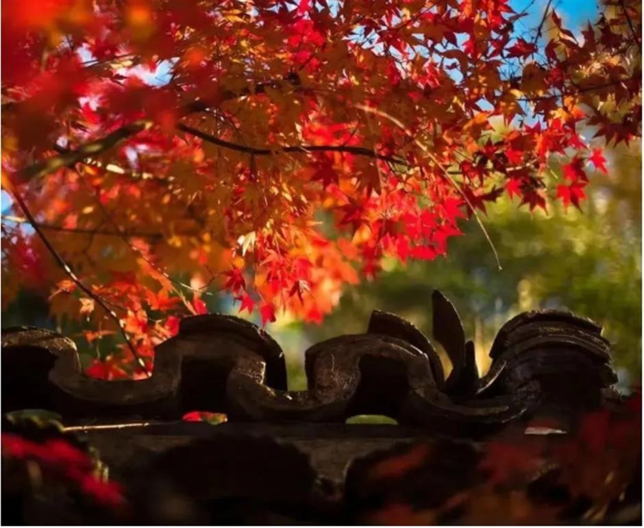 倒計時!別錯過這場浪漫「紅」