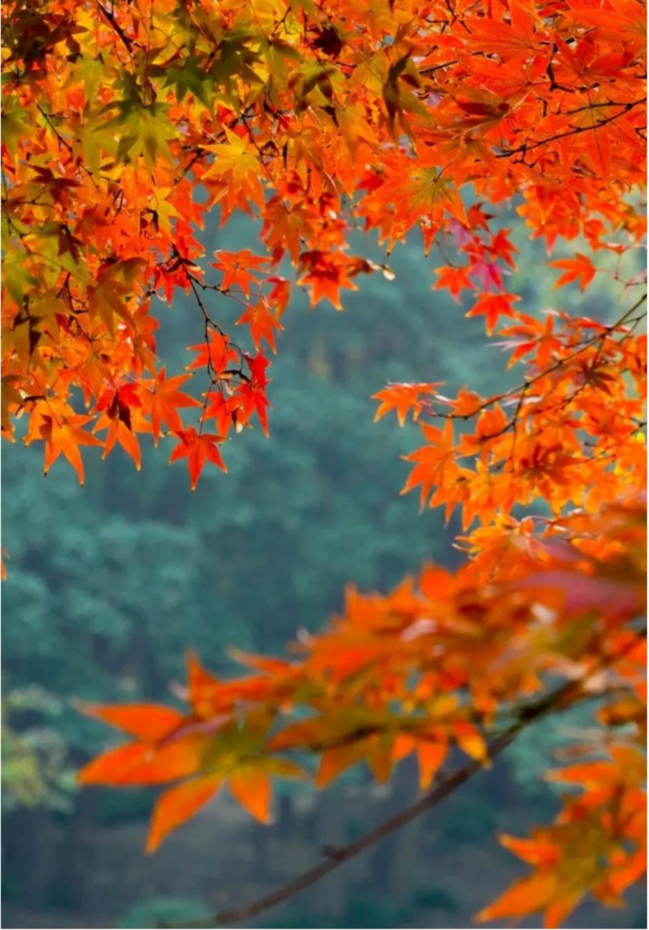 倒計時!別錯過這場浪漫「紅」