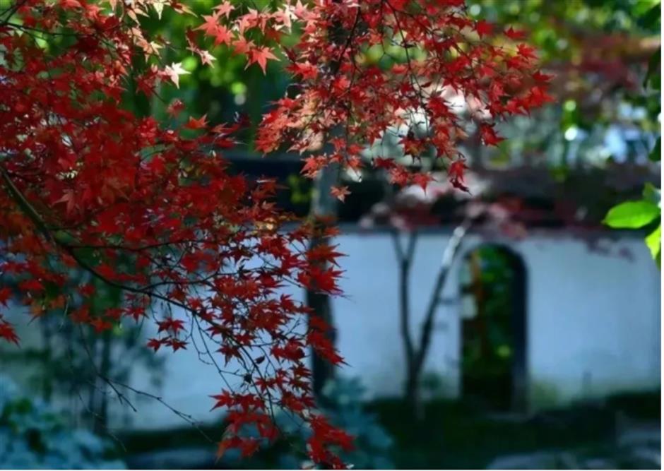 倒計時!別錯過這場浪漫「紅」