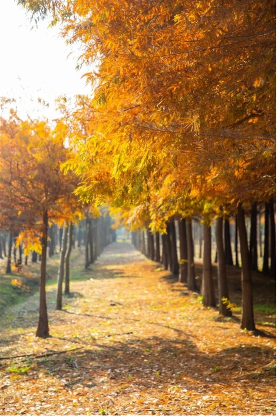 倒計時!別錯過這場浪漫「紅」