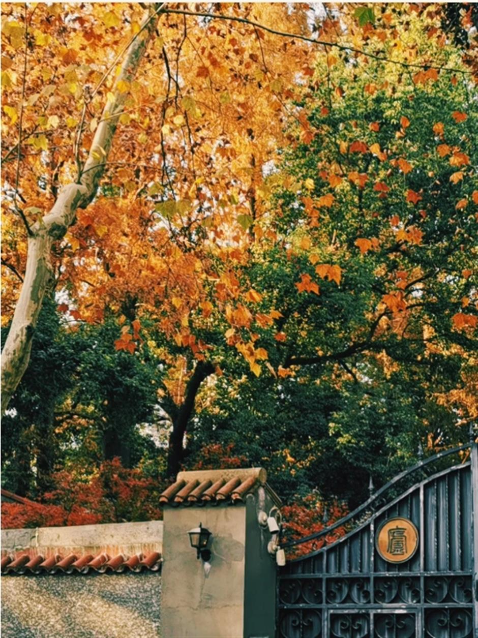 初冬的梧桐树下顶流,怎么可以这么美!